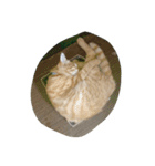 ねこ まったり（個別スタンプ：16）