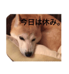 ミミのすたんぷ（個別スタンプ：6）