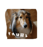 シェルティー1（個別スタンプ：4）