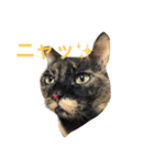 み〜ちゃん日常（個別スタンプ：1）