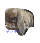 ポリンの1日（個別スタンプ：7）