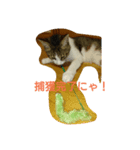 励ます猫（個別スタンプ：3）