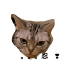 カボ猫です（個別スタンプ：1）