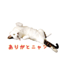 CAT☆ネコのナギちゃん no.1日常（個別スタンプ：1）