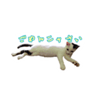 CAT☆ネコのナギちゃん no.1日常（個別スタンプ：2）