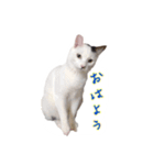 CAT☆ネコのナギちゃん no.1日常（個別スタンプ：3）