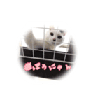 CAT☆ネコのナギちゃん no.1日常（個別スタンプ：8）