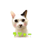 CAT☆ネコのナギちゃん no.1日常（個別スタンプ：9）