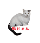 CAT☆ネコのナギちゃん no.1日常（個別スタンプ：10）