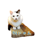 CAT☆ネコのナギちゃん no.1日常（個別スタンプ：11）