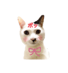 CAT☆ネコのナギちゃん no.1日常（個別スタンプ：13）