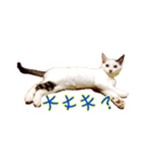 CAT☆ネコのナギちゃん no.1日常（個別スタンプ：17）