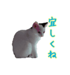 CAT☆ネコのナギちゃん no.1日常（個別スタンプ：22）