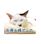 CAT☆ネコのナギちゃん no.1日常（個別スタンプ：23）