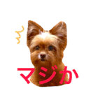 ふてぶてどうぶつ（個別スタンプ：3）