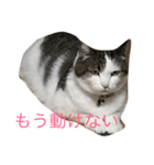 しのっぺ（ねこ）の顔（個別スタンプ：5）