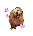 ゴールデンのルカちゃん（個別スタンプ：11）