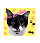 美猫ヒメ吉と白黒猫ナナの日常（個別スタンプ：9）