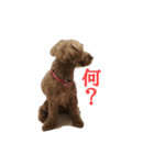 ニーズに応えた犬スタンプ（個別スタンプ：6）
