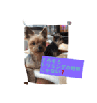 気が強い女優犬Betty♀と臆病なRin♂の生活（個別スタンプ：3）