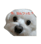 ぱふぃとぴのとその仲間達！（個別スタンプ：1）