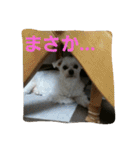ぱふぃとぴのとその仲間達！（個別スタンプ：2）