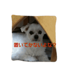 ぱふぃとぴのとその仲間達！（個別スタンプ：3）