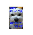 ぱふぃとぴのとその仲間達！（個別スタンプ：4）