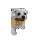 ぱふぃとぴのとその仲間達！（個別スタンプ：5）