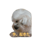 ぱふぃとぴのとその仲間達！（個別スタンプ：6）