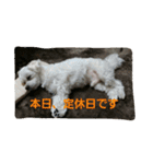 ぱふぃとぴのとその仲間達！（個別スタンプ：7）