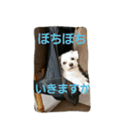 ぱふぃとぴのとその仲間達！（個別スタンプ：8）