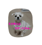 ぱふぃとぴのとその仲間達！（個別スタンプ：10）