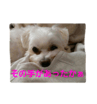ぱふぃとぴのとその仲間達！（個別スタンプ：11）