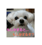 ぱふぃとぴのとその仲間達！（個別スタンプ：12）