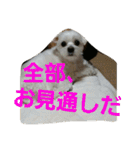 ぱふぃとぴのとその仲間達！（個別スタンプ：13）