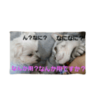 ぱふぃとぴのとその仲間達！（個別スタンプ：15）