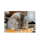 ぱふぃとぴのとその仲間達！（個別スタンプ：16）