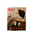 ぱふぃとぴのとその仲間達！（個別スタンプ：19）