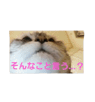ぱふぃとぴのとその仲間達！（個別スタンプ：20）