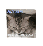 ぱふぃとぴのとその仲間達！（個別スタンプ：25）