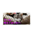 ぱふぃとぴのとその仲間達！（個別スタンプ：29）
