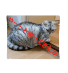 ぱふぃとぴのとその仲間達！（個別スタンプ：32）