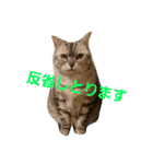 ぱふぃとぴのとその仲間達！（個別スタンプ：33）
