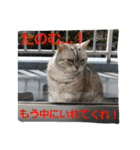 ぱふぃとぴのとその仲間達！（個別スタンプ：36）