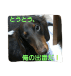 ぱふぃとぴのとその仲間達！（個別スタンプ：37）