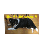 ぱふぃとぴのとその仲間達！（個別スタンプ：39）