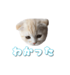 ぽぽちゃんスタンプ3（個別スタンプ：1）