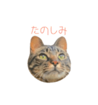 カブです（個別スタンプ：11）