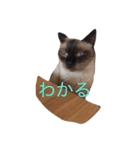 ピー・ちゃん（個別スタンプ：5）
